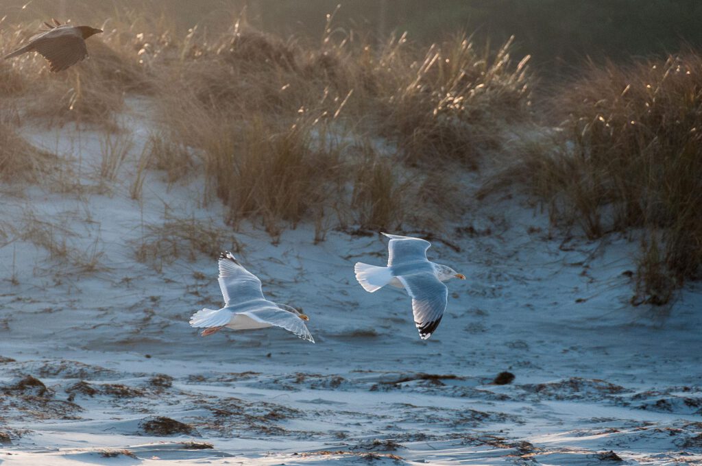 nationalpark vorpommersche boddenlandschaft natur Möwen im Flug vor Düne