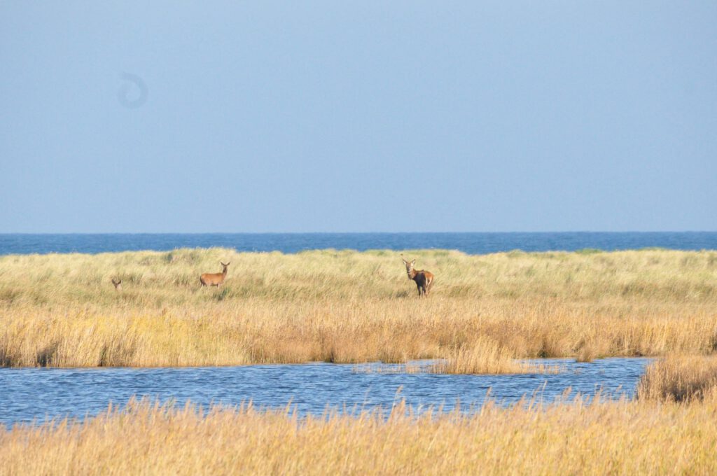 nationalpark vorpommersche boddenlandschaft natur Rotwild