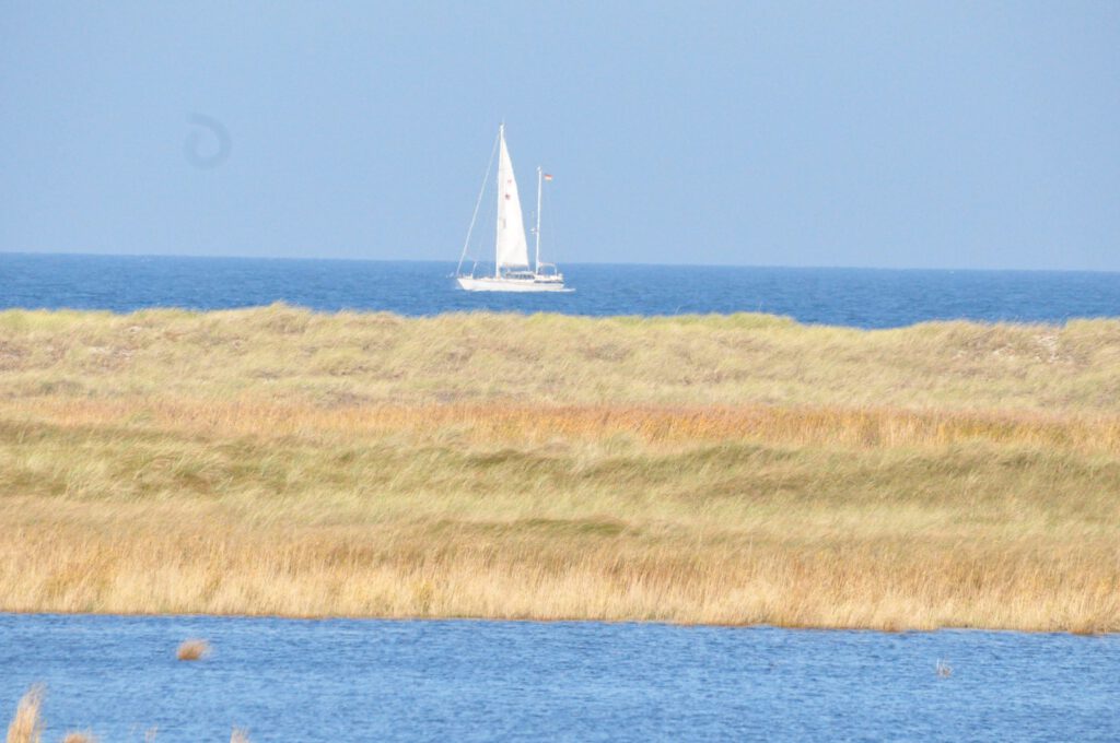 nationalpark vorpommersche boddenlandschaft natur Segelboot
